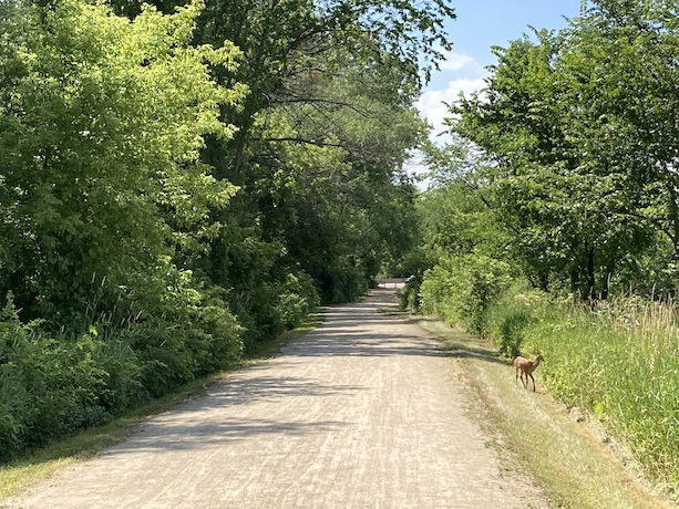 A deer on the trail