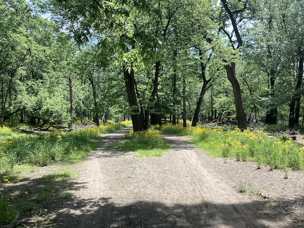 A tree on the trail